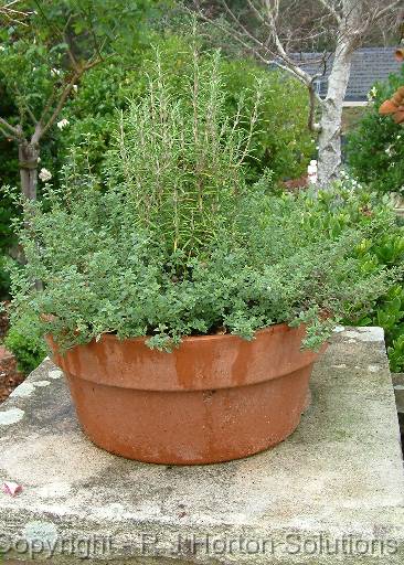 Pot rosemary and thyme_2 